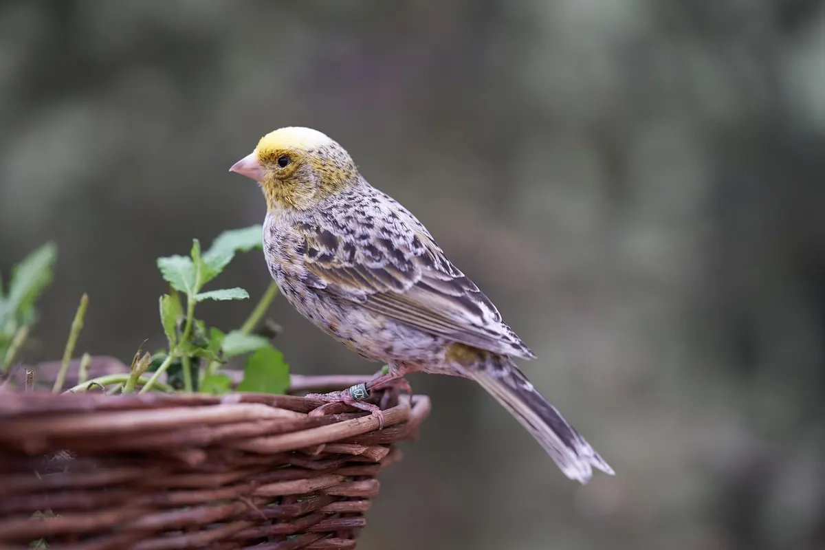 How to Attract Corvids to Your Garden Without Causing Problems