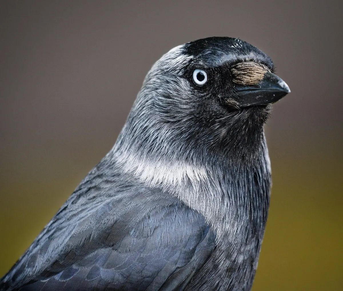 Magpie vs Jackdaw: How to Tell These Two Corvids Apart